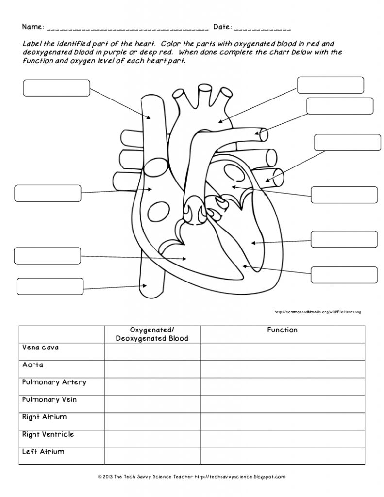 Free Printable Human Anatomy Worksheets Lexia 39 s Blog