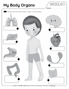 Free Printable Human Organ Worksheets Printable Worksheets