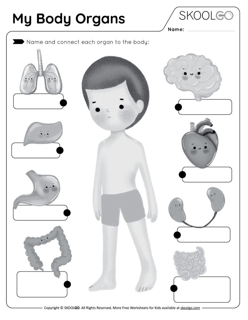 Free Printable Human Organ Worksheets Printable Worksheets