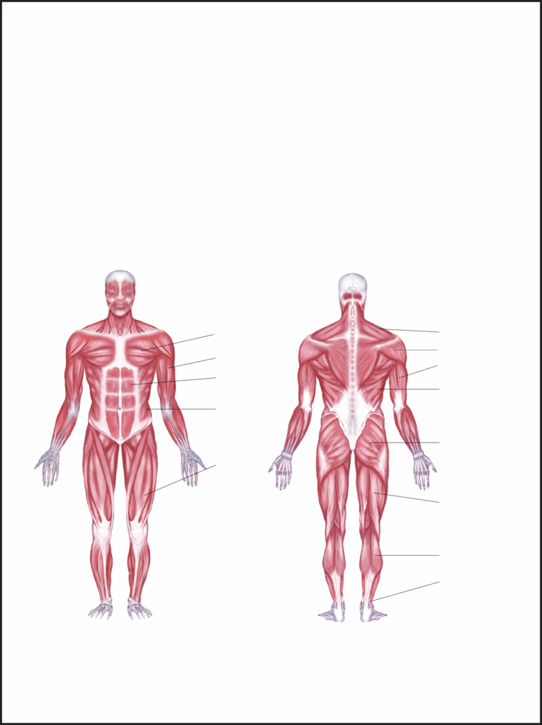 Free Printable Muscle Diagram Anatomy Worksheets