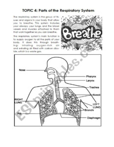 Free Printable Respiratory System Worksheets