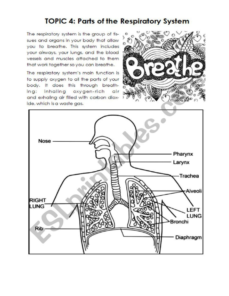 Free Printable Respiratory System Worksheets