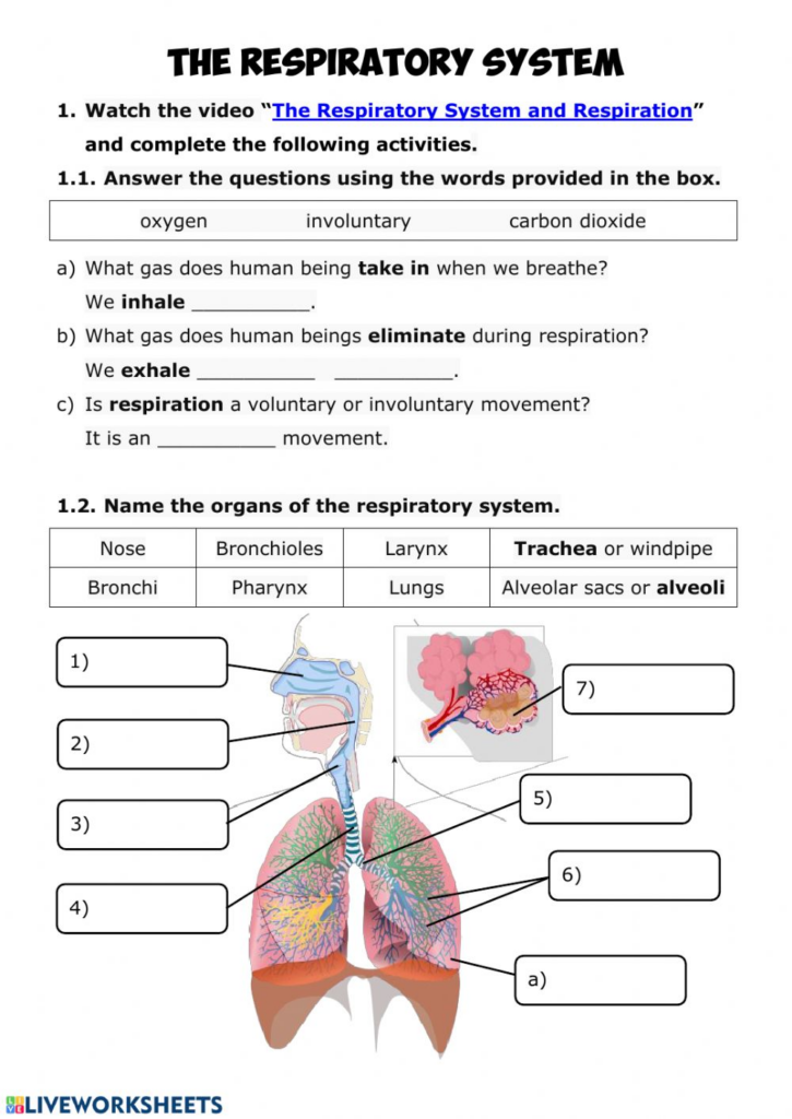 Free Printable Respiratory System Worksheets Printable Worksheets