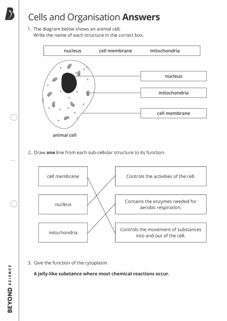 Free Science Cells Worksheet Download Free Science Cells Worksheet Png 