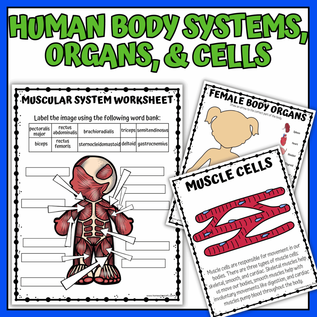 Free System Of The Human Body Worksheet Download Free System Of The 