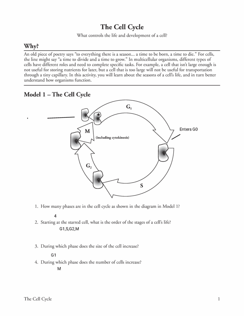Free The Cell Cycle Worksheet Answers Download Free The Cell Cycle 