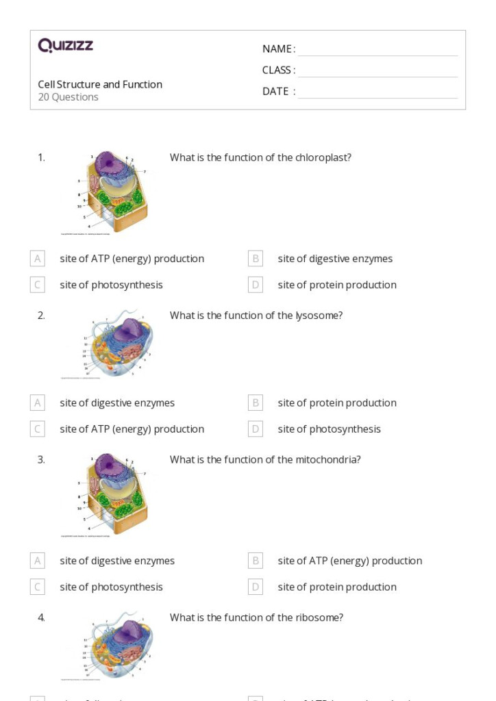 Free Worksheet Cell Structure And Function Download Free Worksheet 