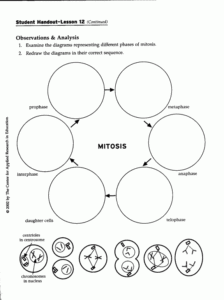 Free Worksheets On Cell Division 270259 Worksheets Samples