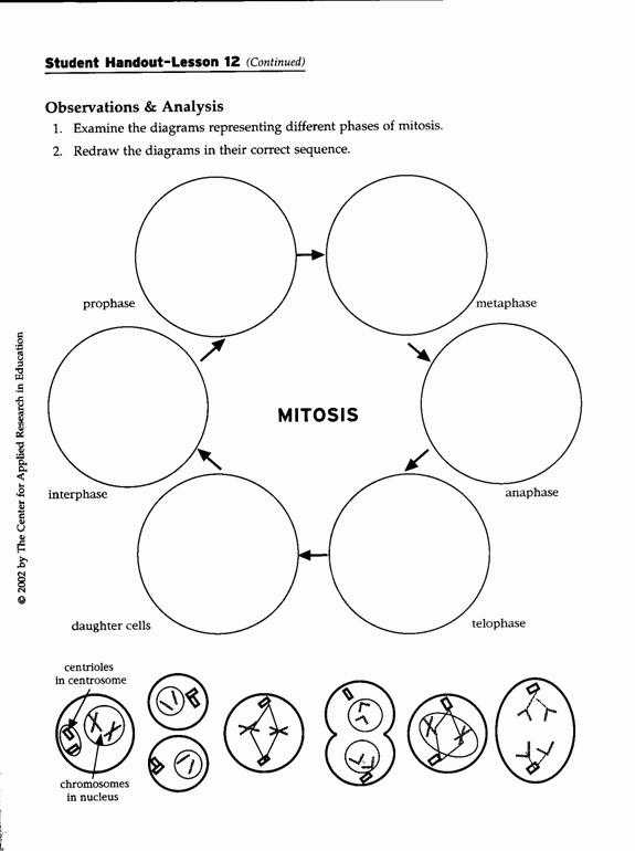 Free Worksheets On Cell Division 270259 Worksheets Samples