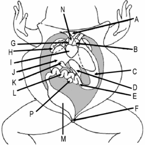 Frog Dissection Diagram And Labeling Worksheets Library
