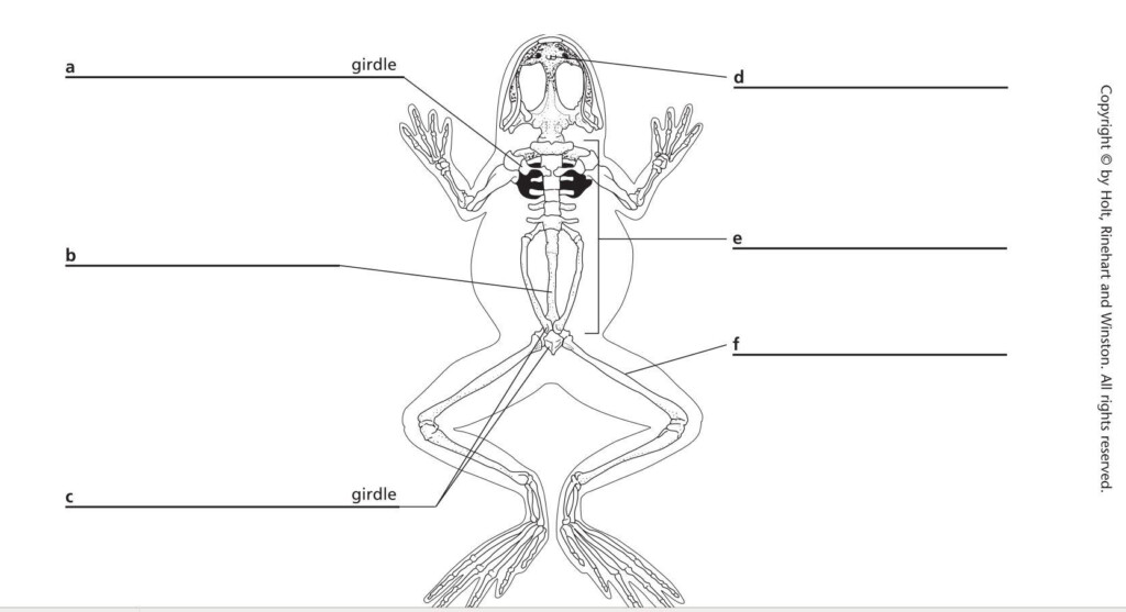 Frog Dissection Diagram Worksheet