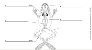 Frog Dissection Diagram Worksheet
