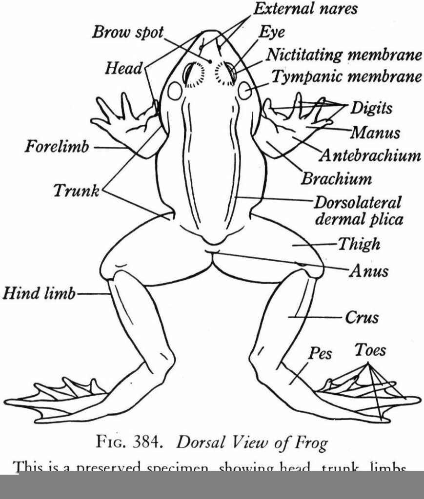 Frog Dissection External Anatomy Worksheet Answers Anatomy Worksheets