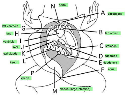 Frog Dissection External And Internal Worksheets Library