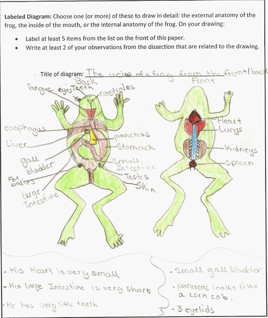 Frog Dissection Final Project Frog Dissection Frog Dissection 