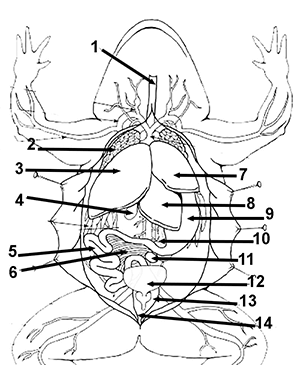 Frog Dissection Lab Worksheet