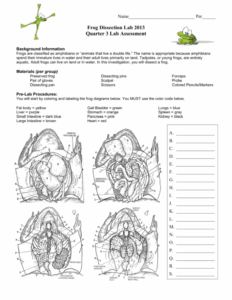 Frog Dissection Worksheet Diagrams Dissecting Lab Mouth Biology Anatomy