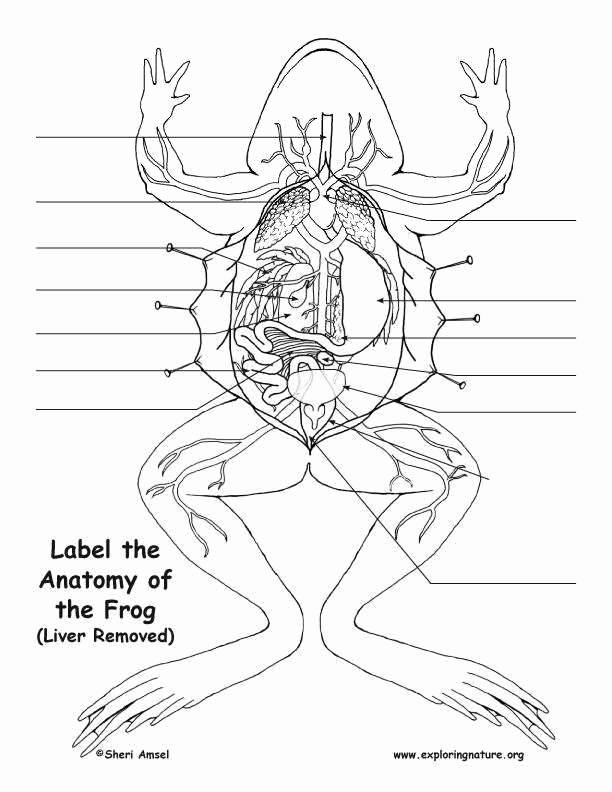 Frog Dissection Worksheet Diagrams Dissecting Lab Mouth Biology Anatomy 