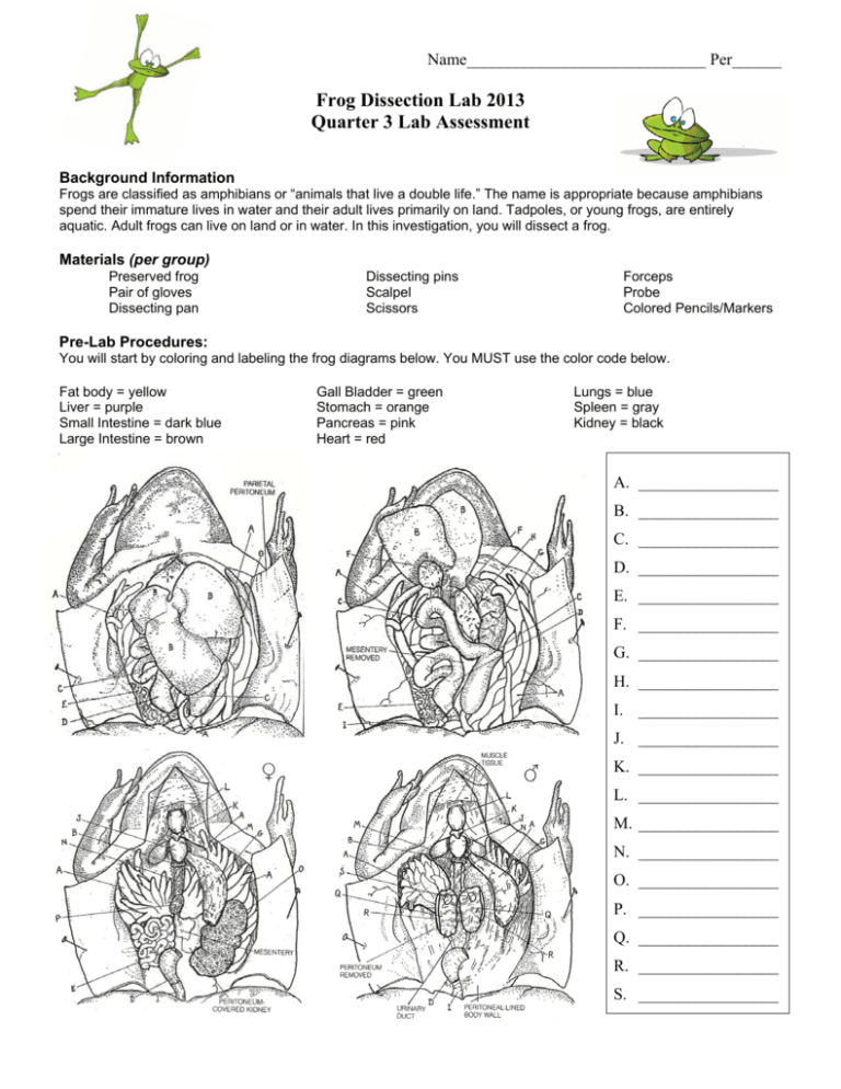Frog Dissection Worksheet Diagrams Dissecting Lab Mouth Biology Anatomy 