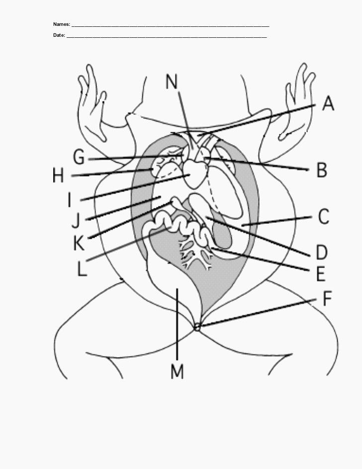 Frog External Anatomy Worksheet Answers Anatomy Worksheets