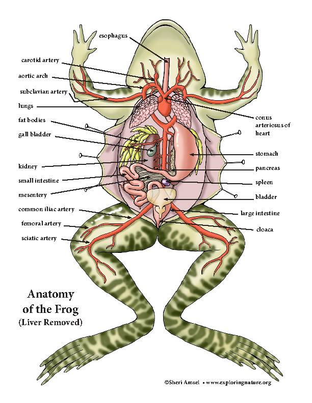 Frog Internal Anatomy Model Building Activity Downloadable Classful