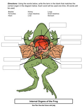 Frog Internal Anatomy Worksheet