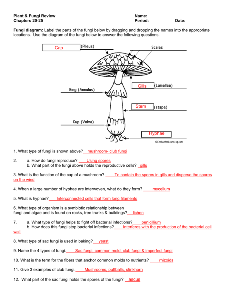 Fungi Plant Review2 Answers