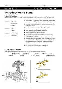 Fungi Worksheet By Regina Wu TPT