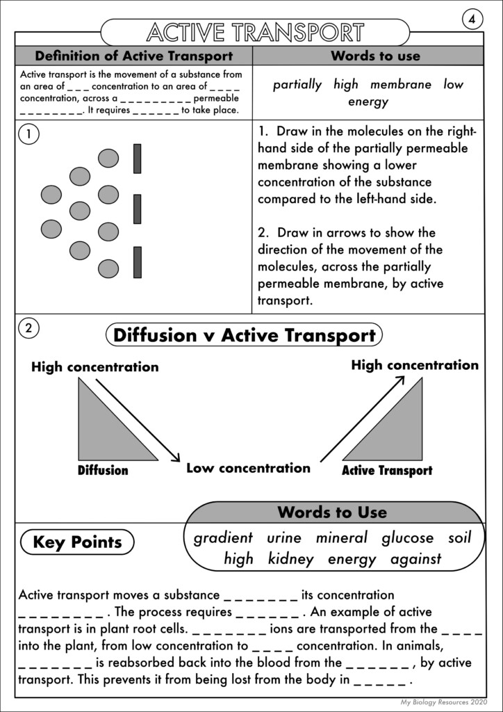 GCSE Biology Diffusion Osmosis And Active Transport Worksheet Pack 