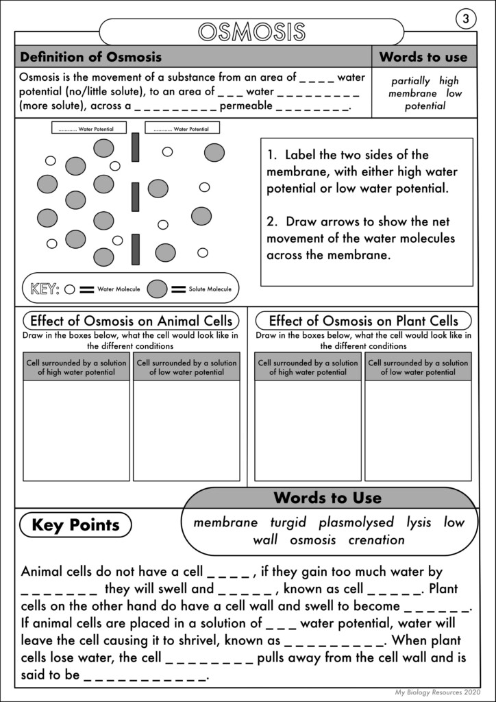 GCSE Biology Diffusion Osmosis And Active Transport Worksheet Pack 