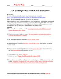 Gel Electrophoresis Virtual Lab Worksheet Answer Key Exercises 