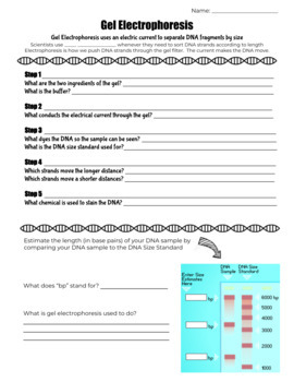 Gel Electrophoresis Virtual Lab Worksheet By Bright Ideas Science