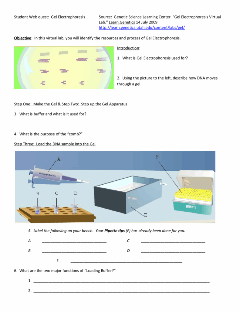 Gel Electrophoresis Virtual Lab Worksheet Exercises Genetics 