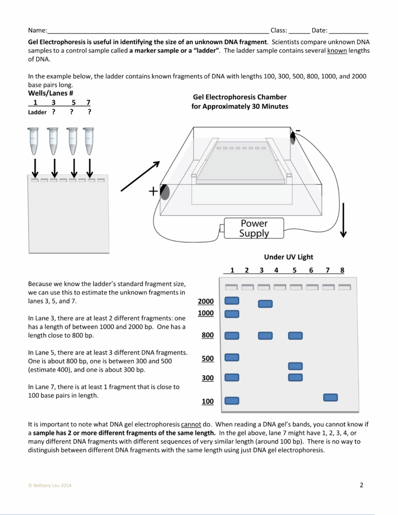 Gel Electrophoresis Worksheet Answers Pro Worksheet