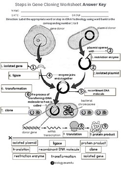 Gene Cloning Worksheets With Answer Key By Biologyexams4u TPT