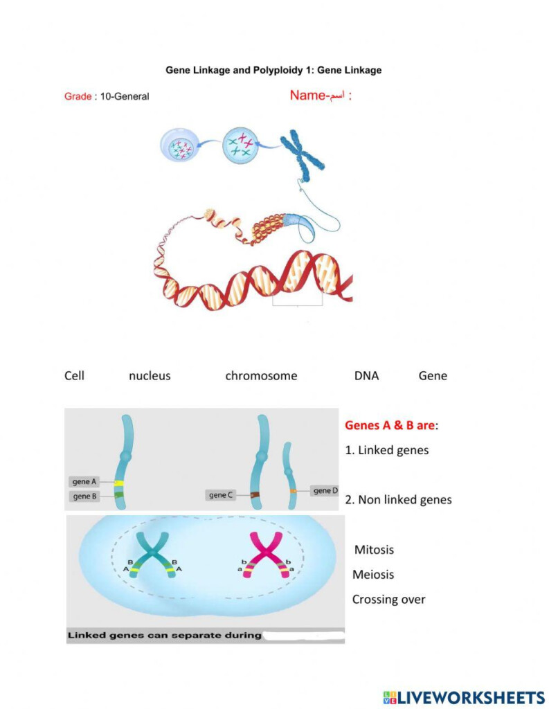 Gene Linkage And Polyploidy 1 Gene Linkage Online Exercise For 