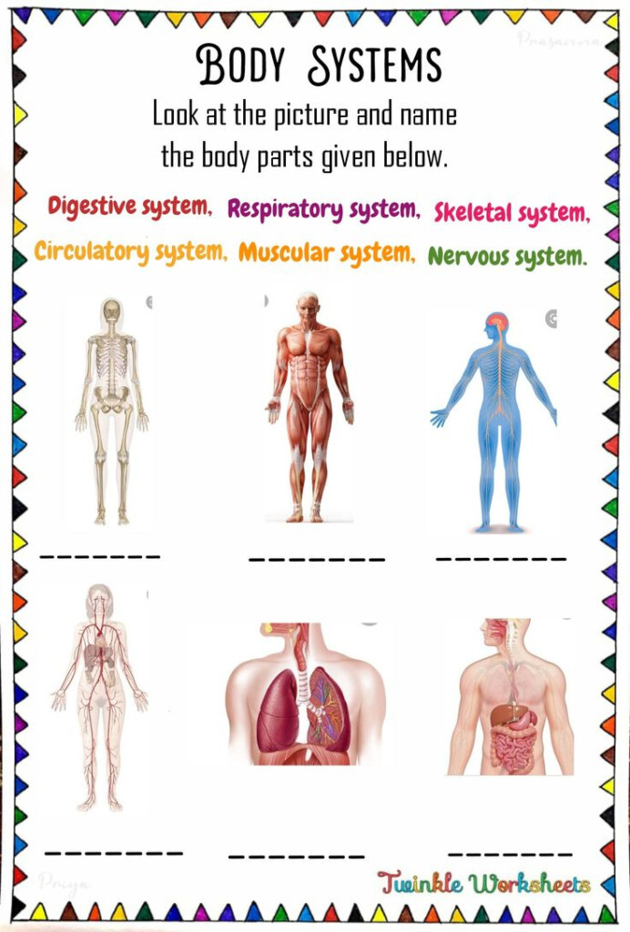 General Knowledge Worksheets For Kids Body System Worksheets Human 