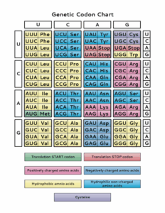 Genetic Code Chart PDF Teaching Biology Molecular Genetics Genetics