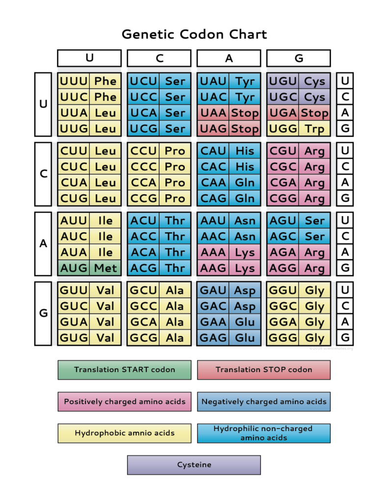 Genetic Code Chart PDF Teaching Biology Molecular Genetics Genetics