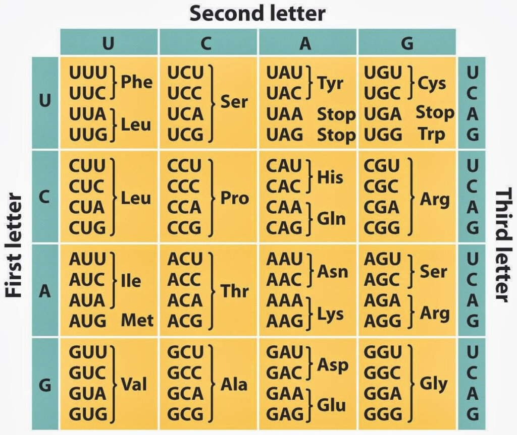 Genetic Code Table Worksheet