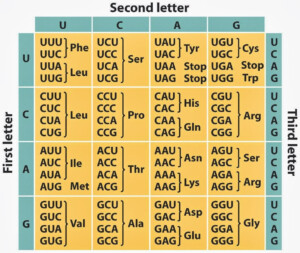 Genetic Code Table Worksheet