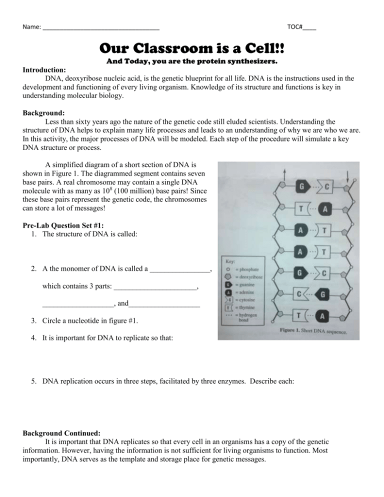 Genetic Code Worksheet