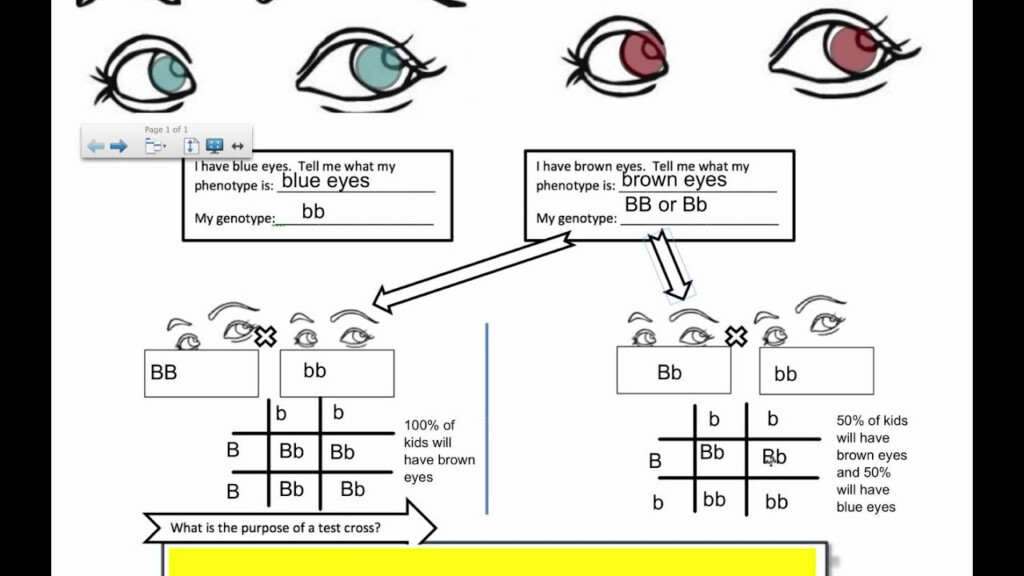 Genetic Cross Diagram Practice Question