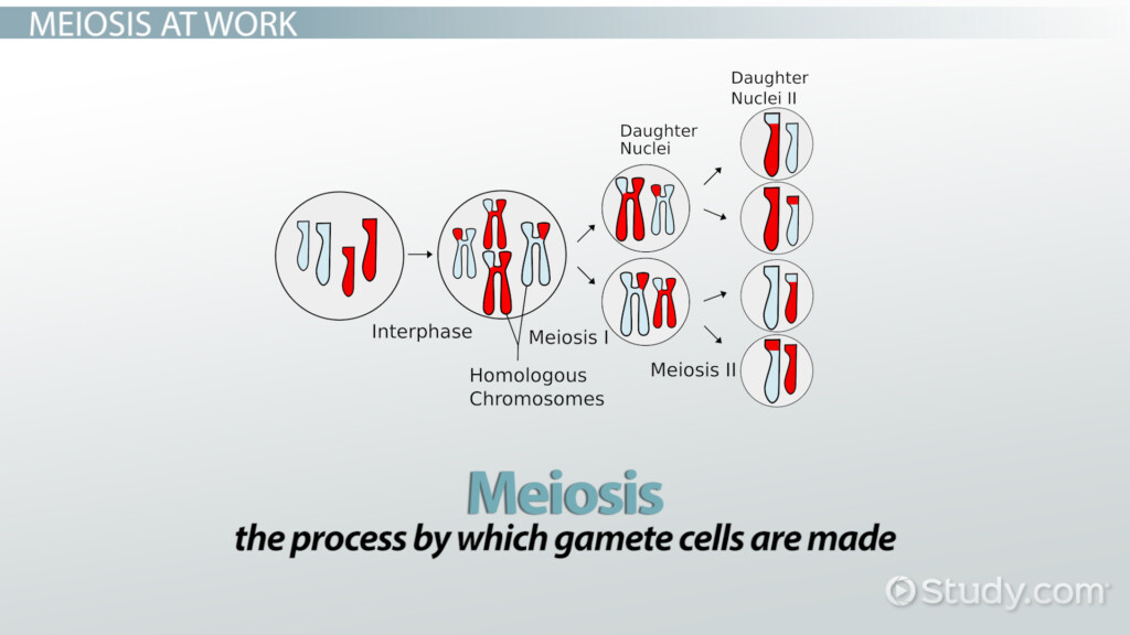 Genetic Crossing Over Definition Concept Video Lesson Transcript 