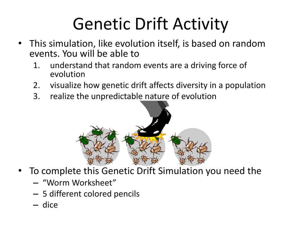 Genetic Drift Activity Ppt Download