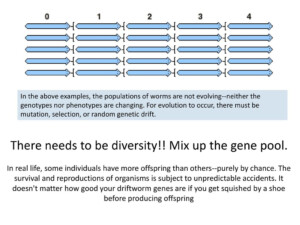 Genetic Drift Activity Ppt Download