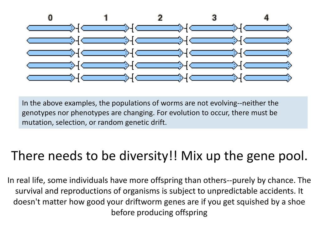 Genetic Drift Activity Ppt Download