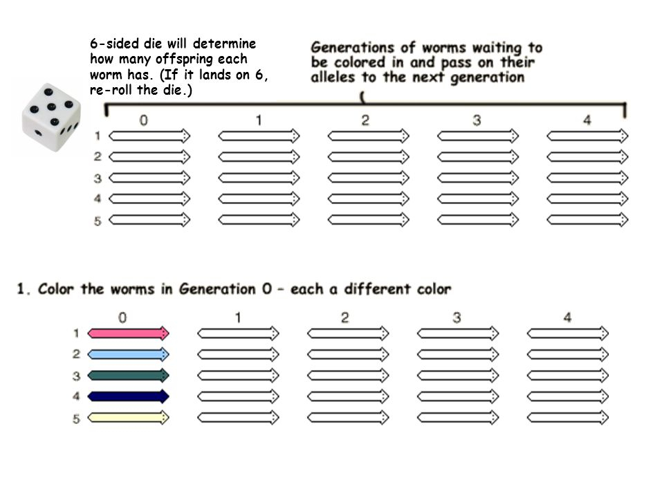 Genetic Drift Activity Ppt Video Online Download