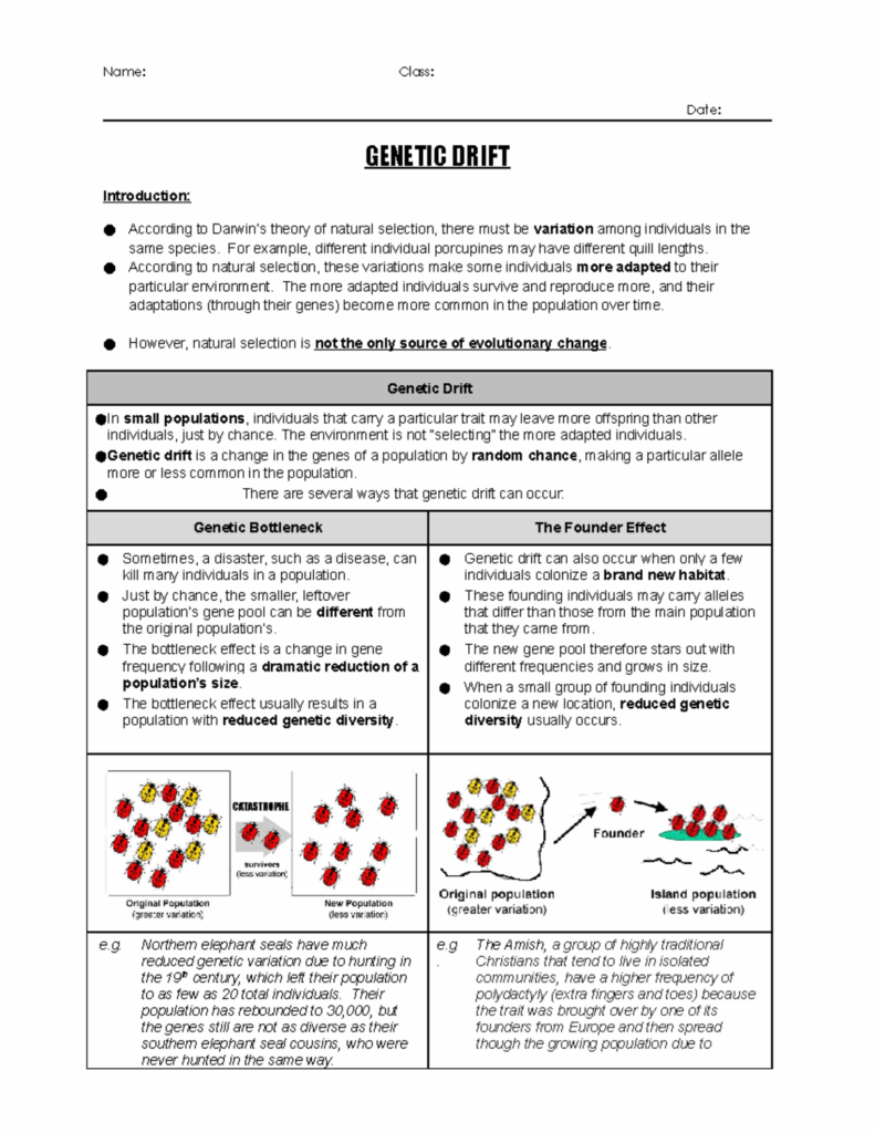 Genetic Drift Worksheets