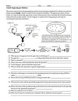 Genetic Engineering Insulin Worksheet By Briana Ransom TPT